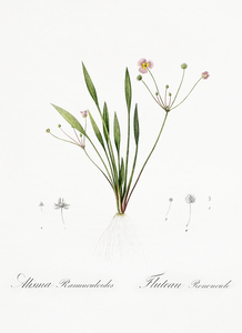 Lesser water-plantain illustration 
