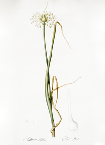 Wild onion illustration 