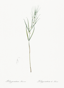 Siberian solomon & seal illustration 