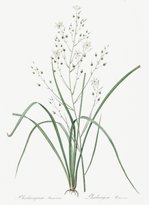 Branched St Bernard & lily illustration 