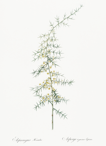 Asparagus horridus illustration 