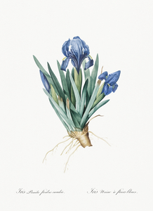 Pygmy iris illustration 