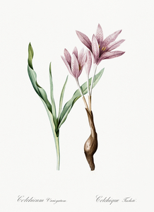 Autumn crocus illustration 