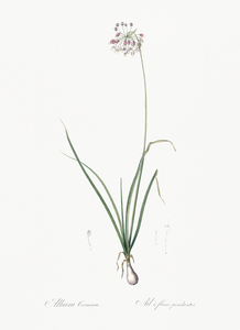 Nodding onion illustration 