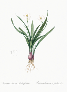 Agave yuccaefolia illustration 