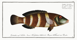 Streaked Wrasse Labrus fasciatus