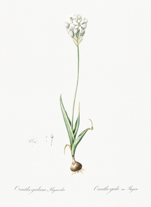 Chincherinchee illustration 