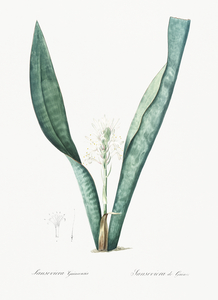 Mother-in-law tongue illustration 