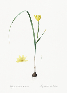 Cape tulip illustration 