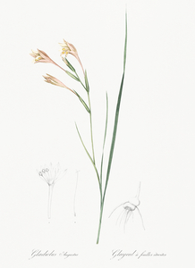 Long-tubed painted lady illustration 