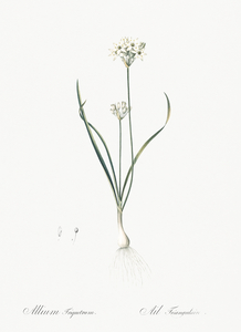 Three-cornered leek illustration 
