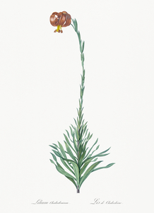 Scarlet martagon lily illustration 