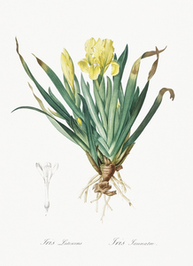 Crimean iris illustration 