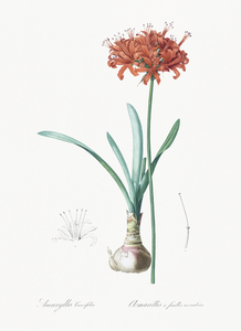 Guernsey lily illustration 