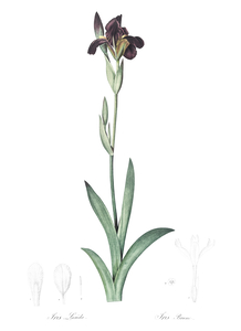 Dingy flag iris illustration 