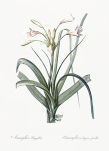Malgas lily illustration 