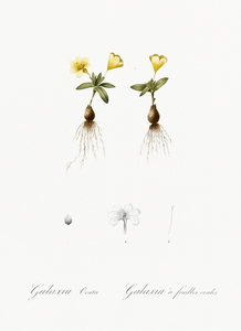 Cape tulip illustration 