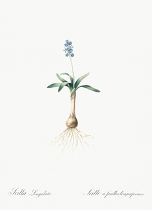 Scilla lingulata illustration 