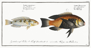 1. Black-belly Labrus Melagaster 2. Soft finned Wrasse Labrus malapterus 