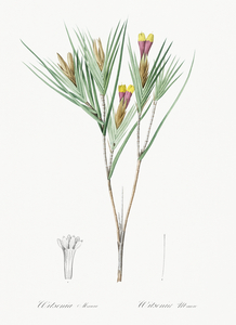 Witsenia maura illustration 