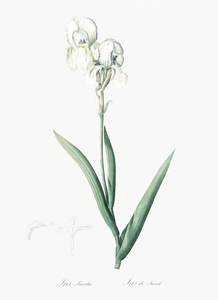 Tall bearded iris illustration 