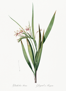 White baboon-root illustration 