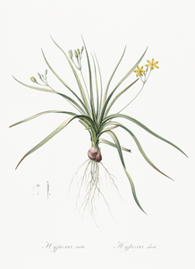 Common goldstar illustration 