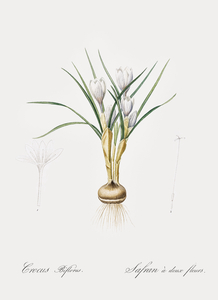 Silvery crocus illustration 