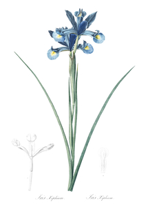 Spanish iris illustration 