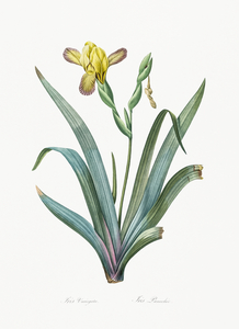 Hungarian iris illustration 