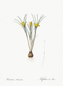 Cloth-of-gold crocus illustration 