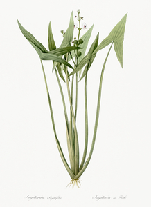 Arrowhead illustration 