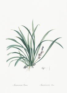 Sansevieria carnea illustration 