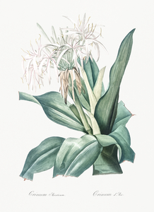 Poison bulb illustration 