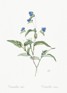 Blue spiderwort illustration 