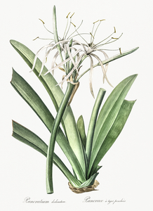 Caribbean spider-lily illustration 