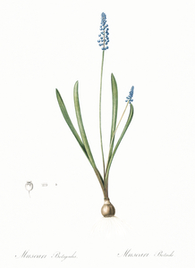 Grape hyacinth illustration 