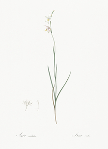 Hesperantha illustration 
