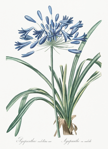 African lily illustration 