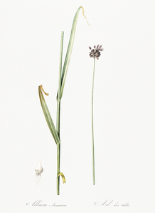 Sand leek illustration 