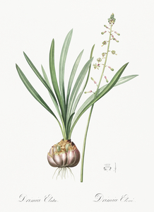 Satin squill illustration 