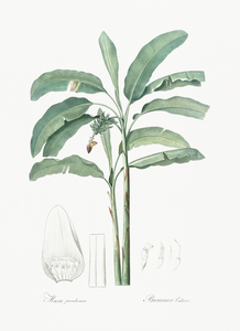 Banana illustration 
