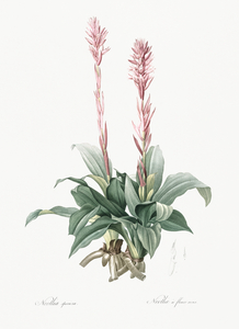 Latin American lady orchid illustration 