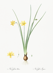 Daffodil illustration 
