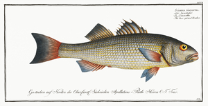 Two-spined Umber Sciaena diacantha