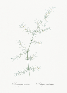 Climbing asparagus illustration 