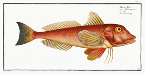 Pine-bough Trigla Pini