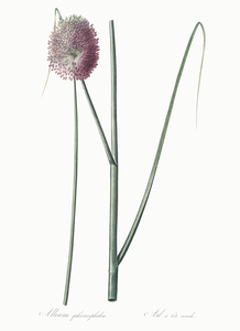 Round-headed leek illustration