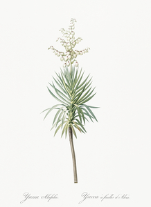 Aloe yucca illustration 