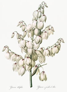 Aloe yucca illustration 